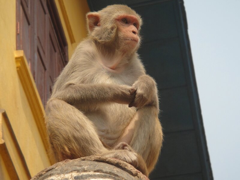 monkey sitting on a pillar