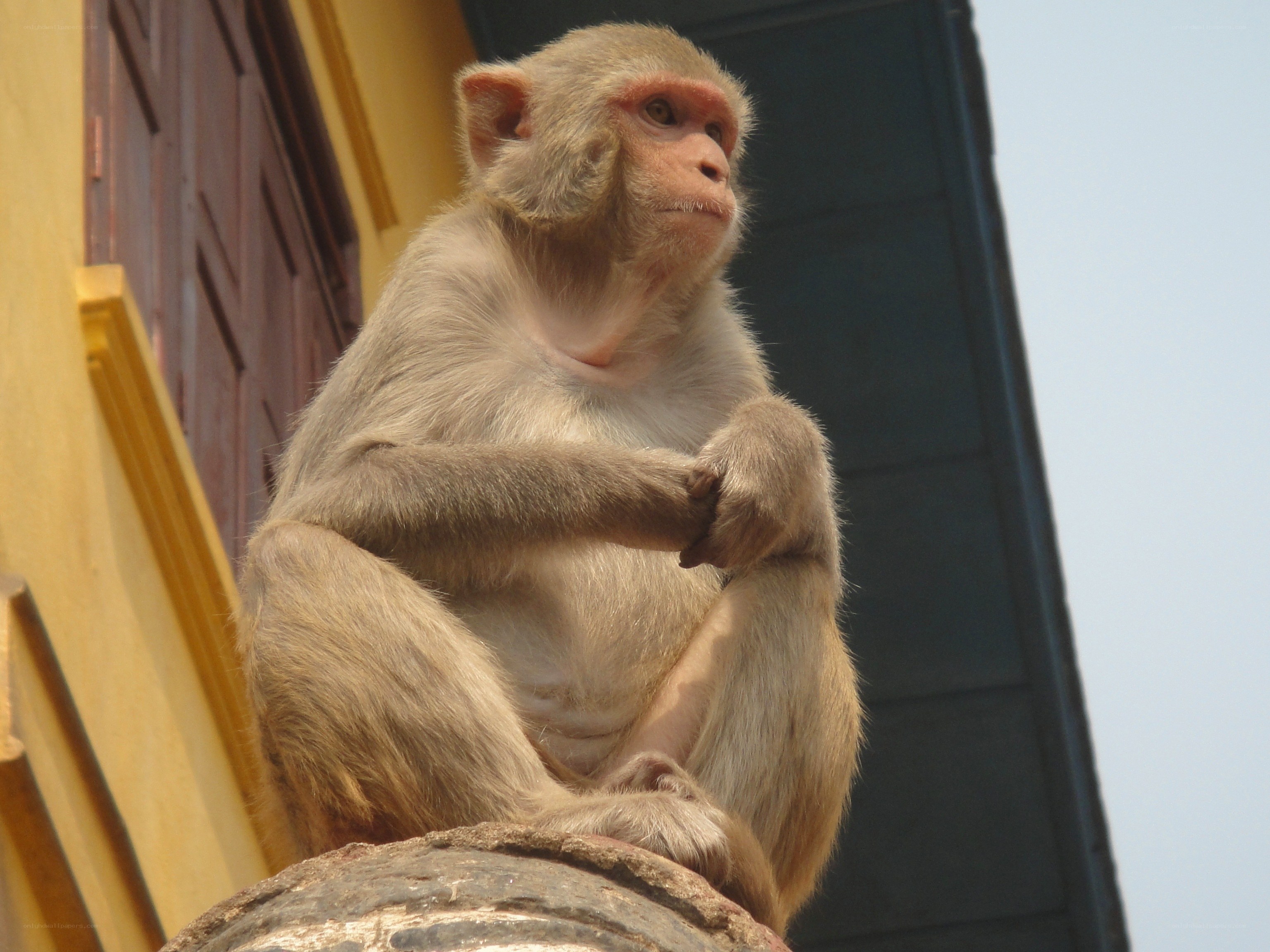 monkey sitting on a pillar