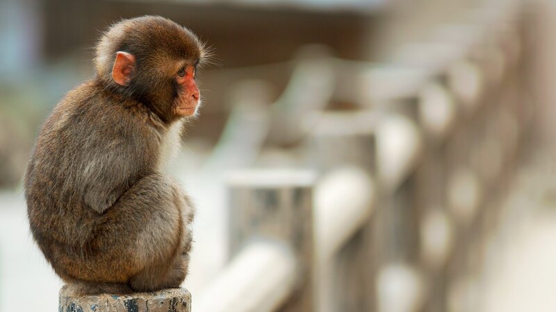 monkey sitting on a post