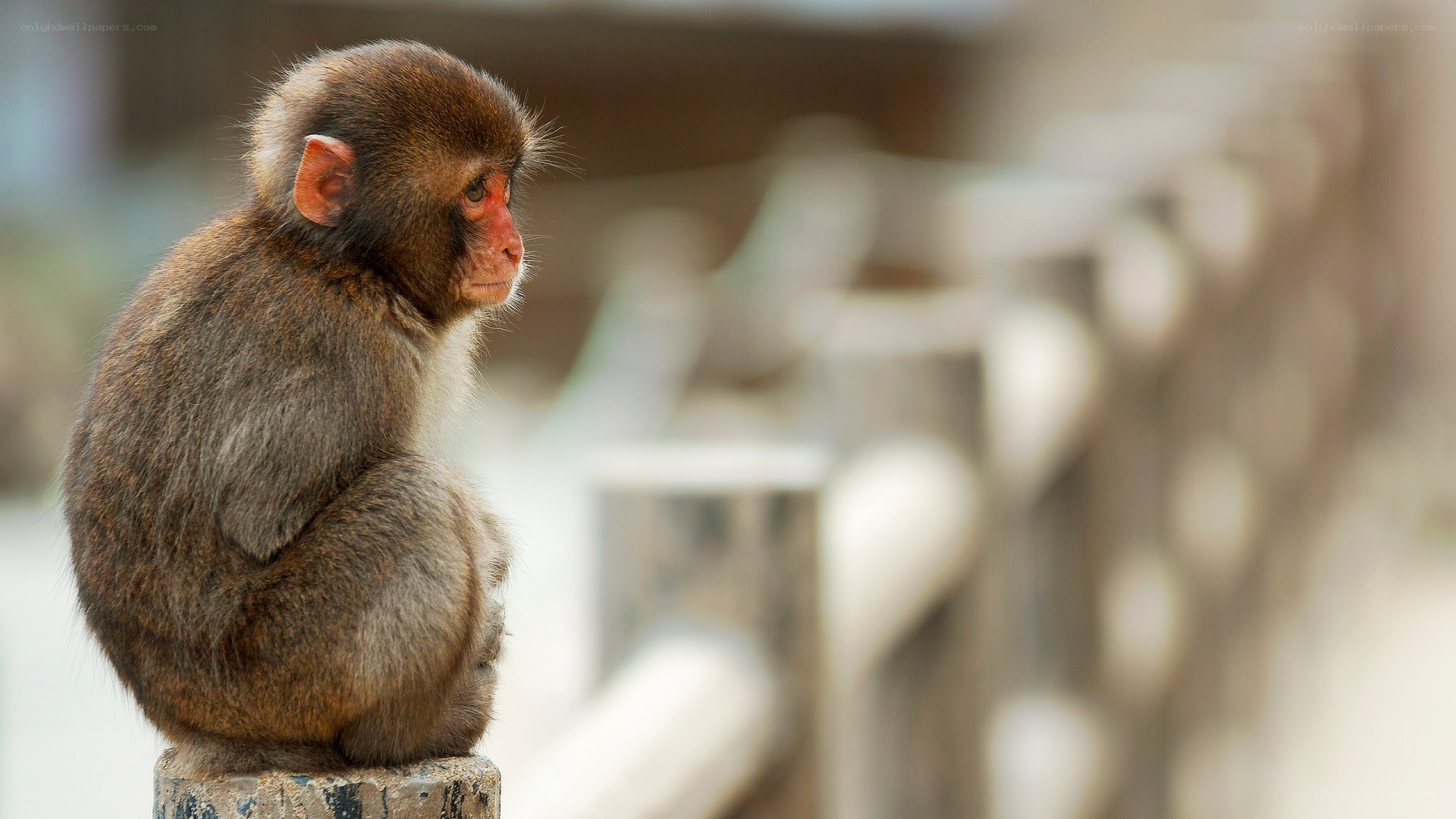 monkey sitting on a post
