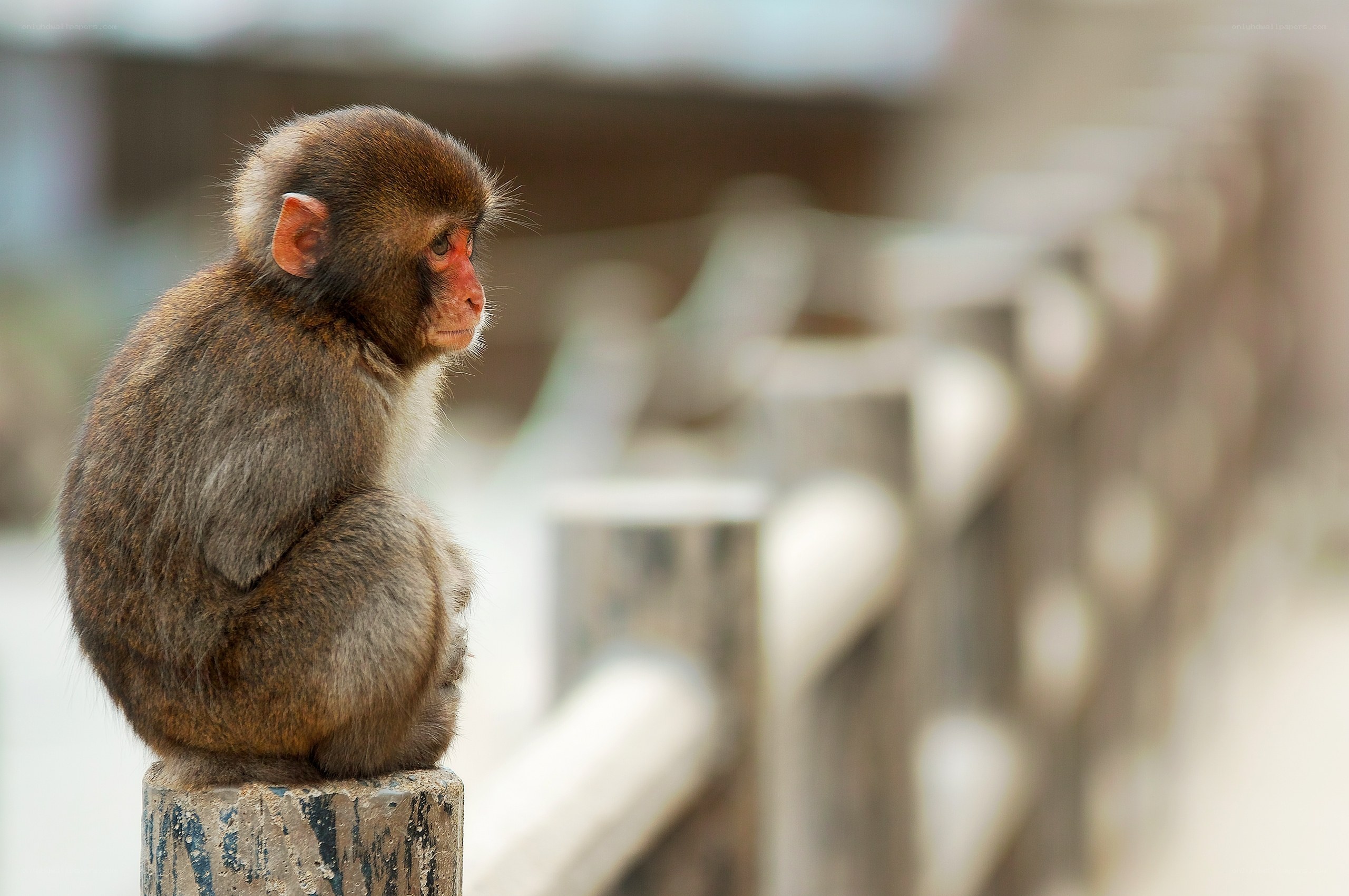 Monkey sitting on a post