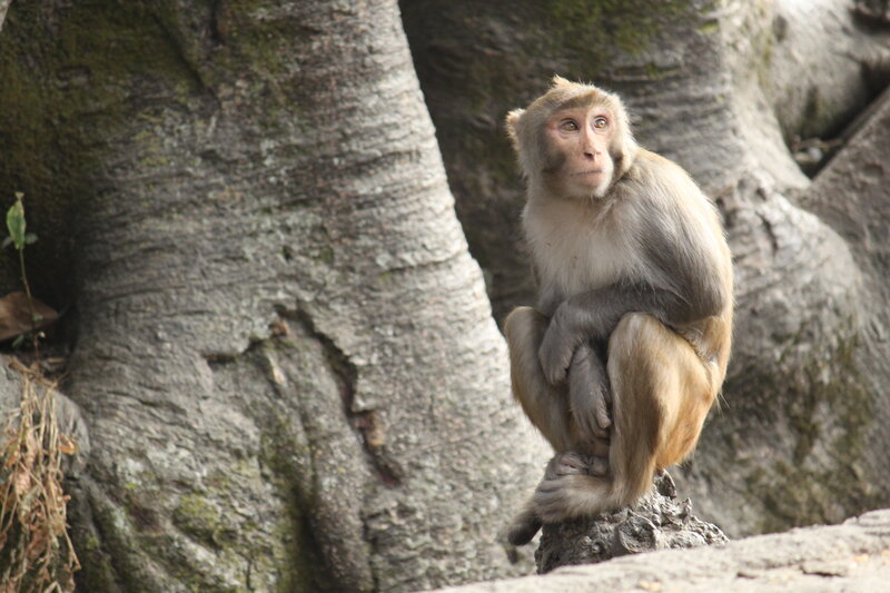 Monkey sitting on a rock