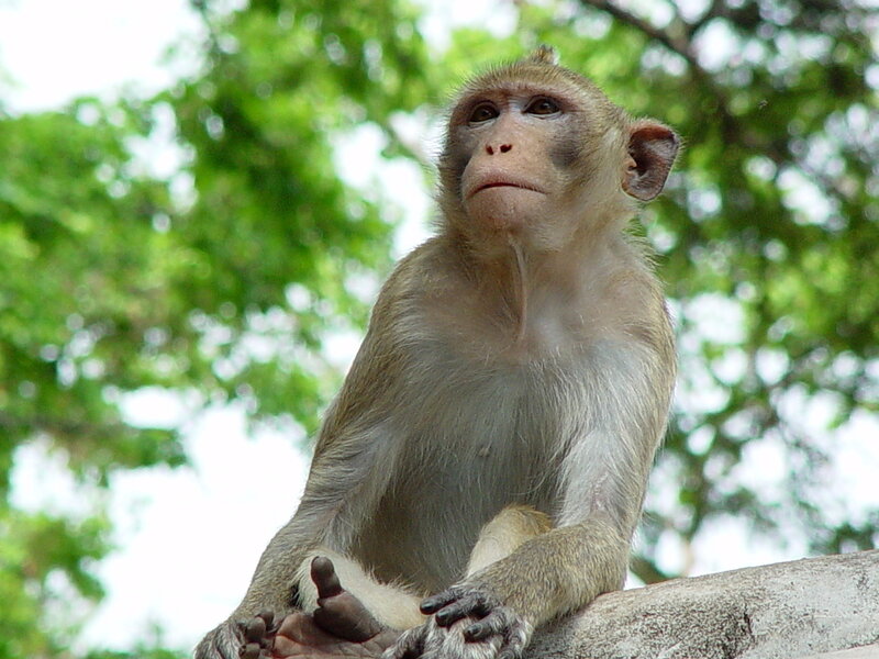 Monkey sitting on a stone