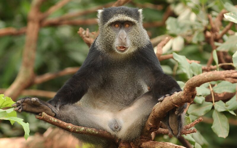 Monkey sitting on a tree branch