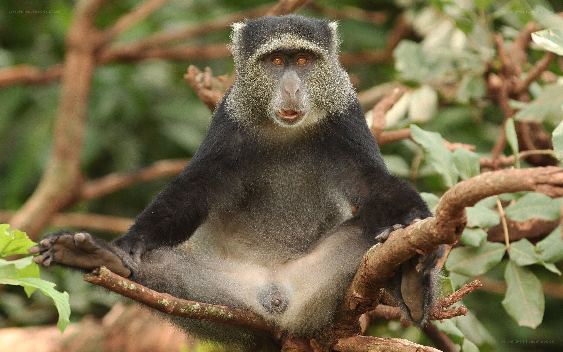 Monkey sitting on a tree branch