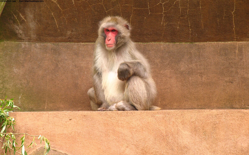 monkey sitting on a wall