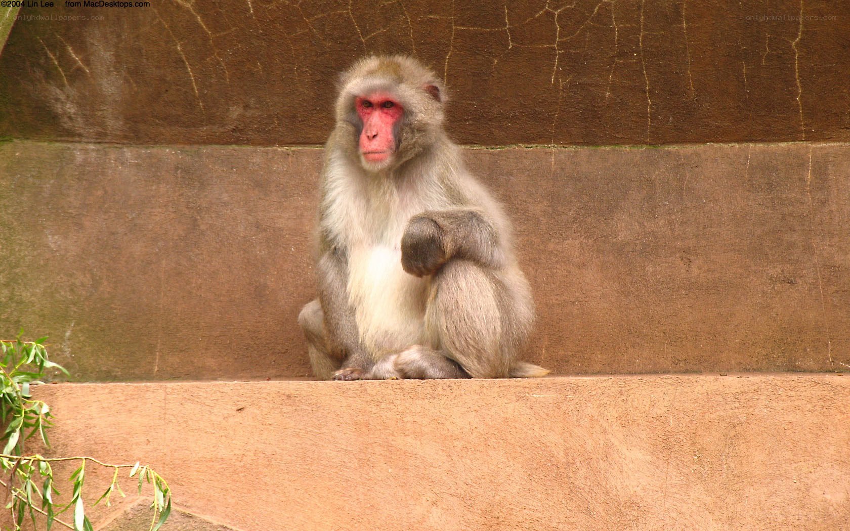 monkey sitting on a wall