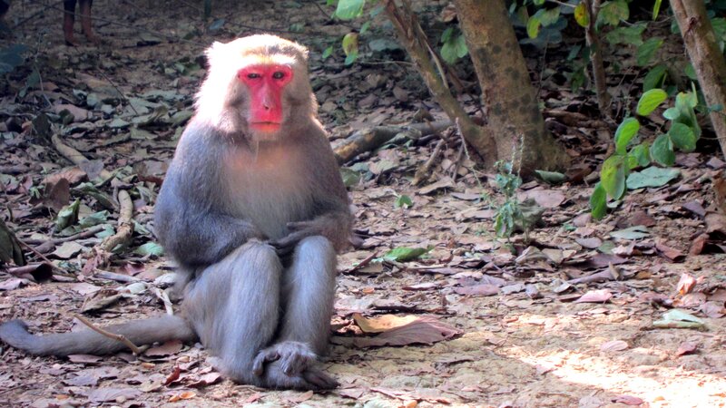 Monkey Sitting on Ground — Gray