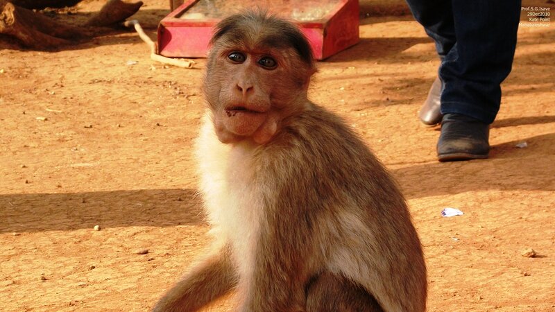 Monkey Sitting on Ground