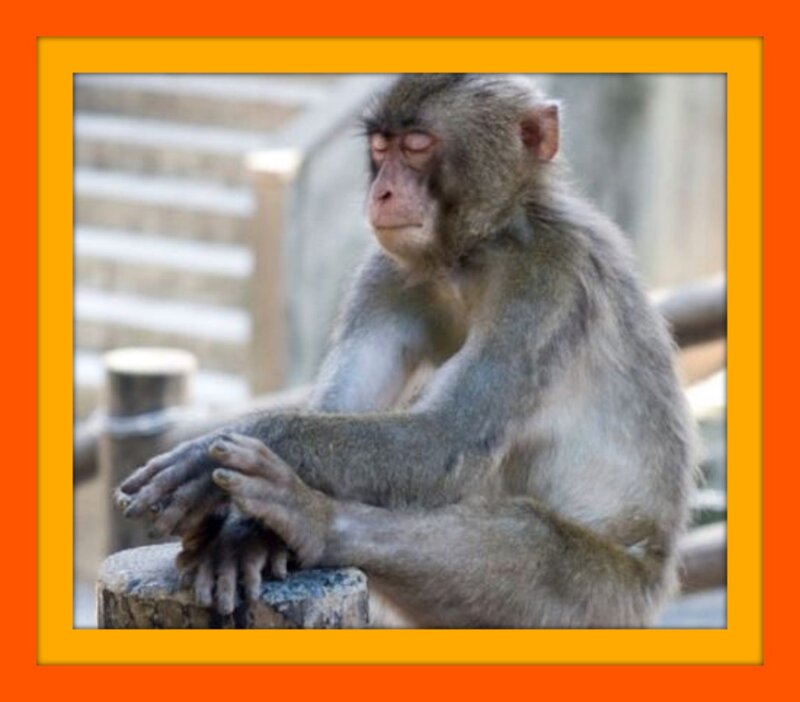 Monkey Sitting on Log