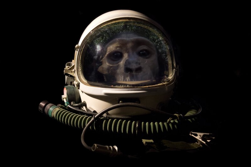 Monkey Skull in Helmet