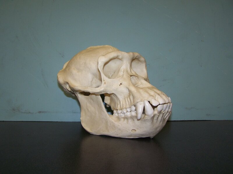 Monkey Skull