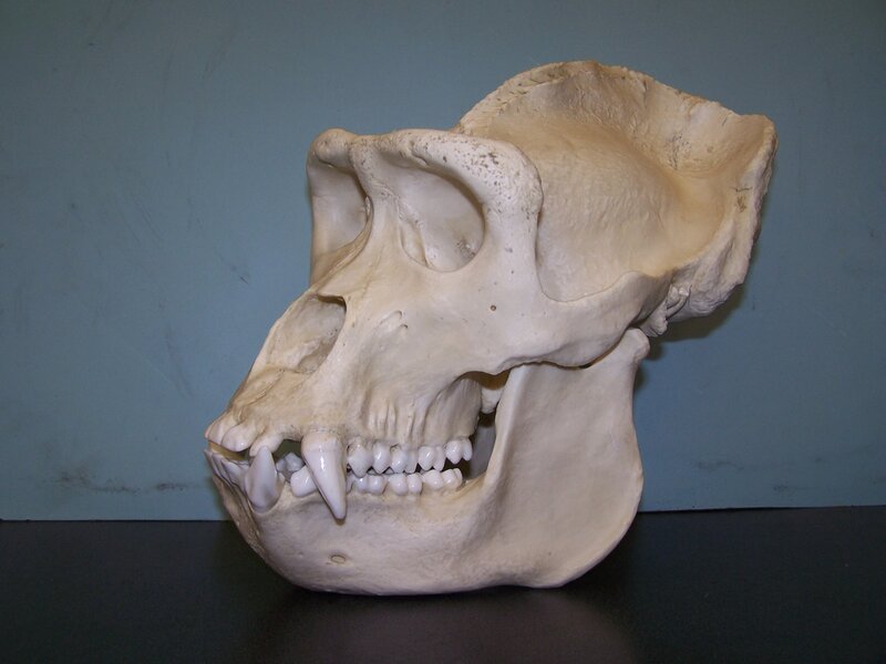 Monkey Skull — White