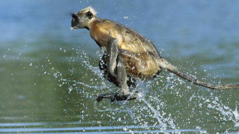 Monkey splashing in water