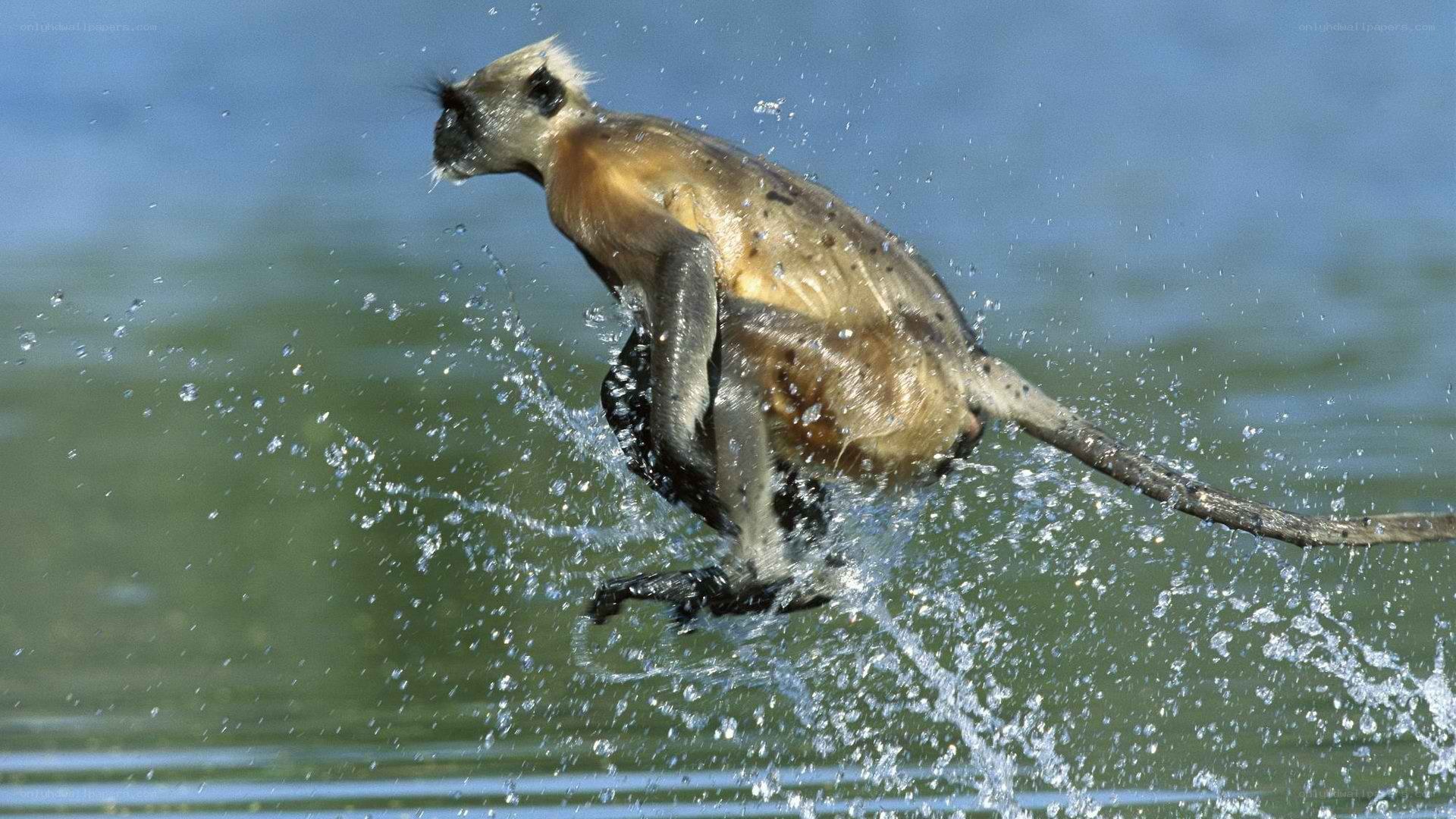 Monkey splashing in water