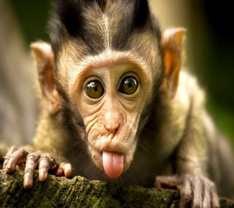 Monkey Sticking Out Tongue — Brown