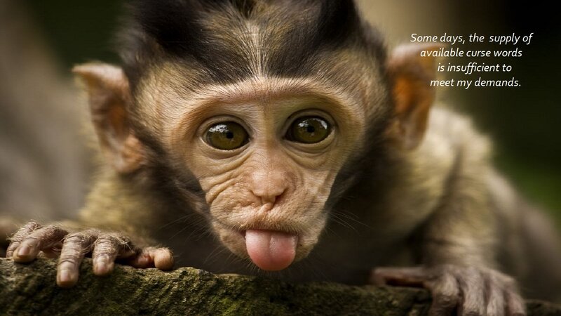 Monkey Sticking Out Tongue
