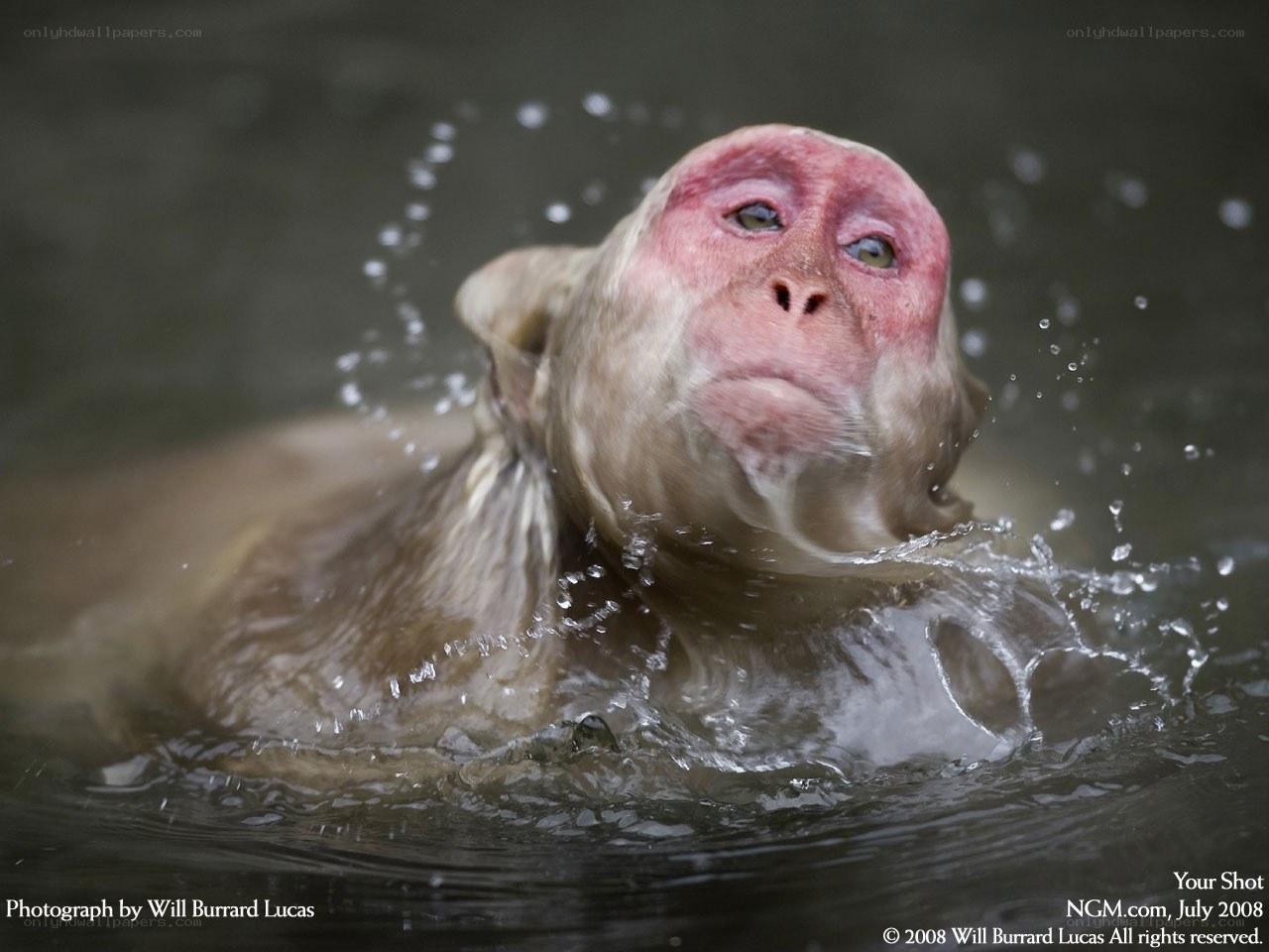monkey swimming in water
