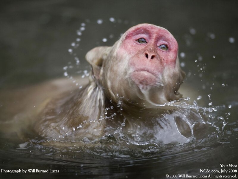 Monkey Swimming in Water — Brown