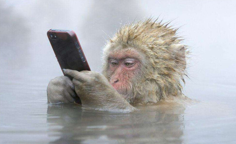 Monkey Using Smartphone