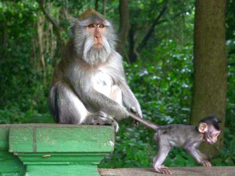 Monkey with baby in forest