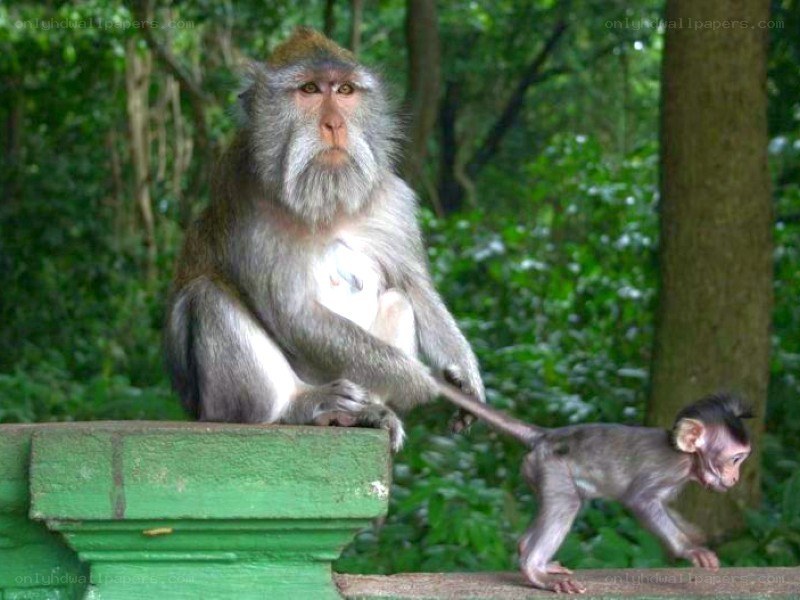 Monkey with baby in forest
