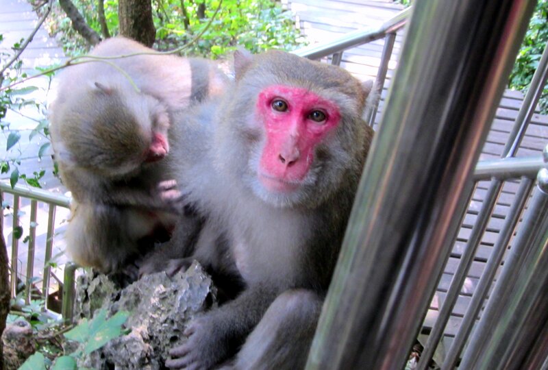 Monkey with Baby Monkey