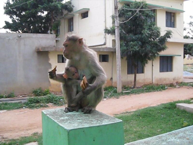 Monkey with baby on a post