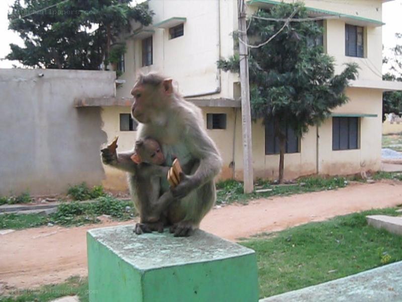 Monkey with baby on a post
