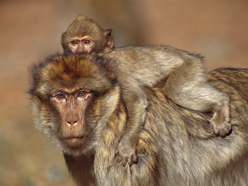 Monkey with baby on back