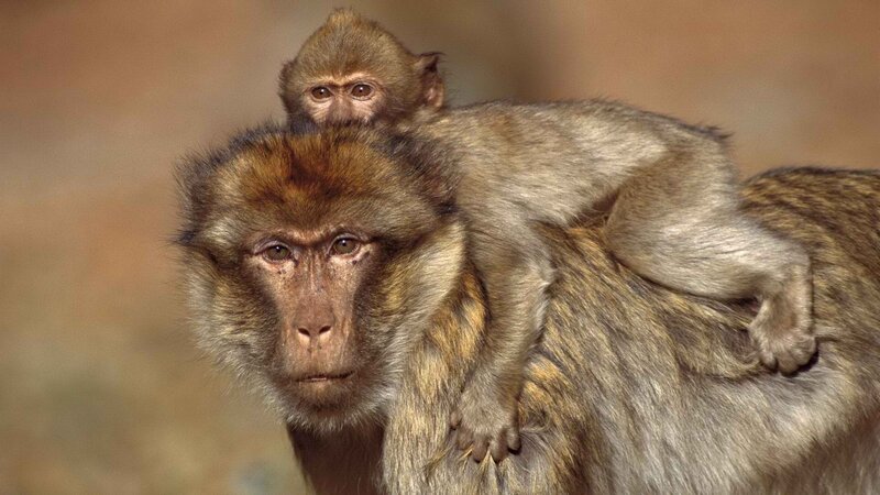 Monkey with baby on back