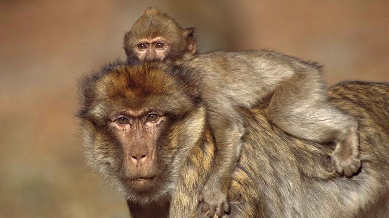 Monkey with baby on back