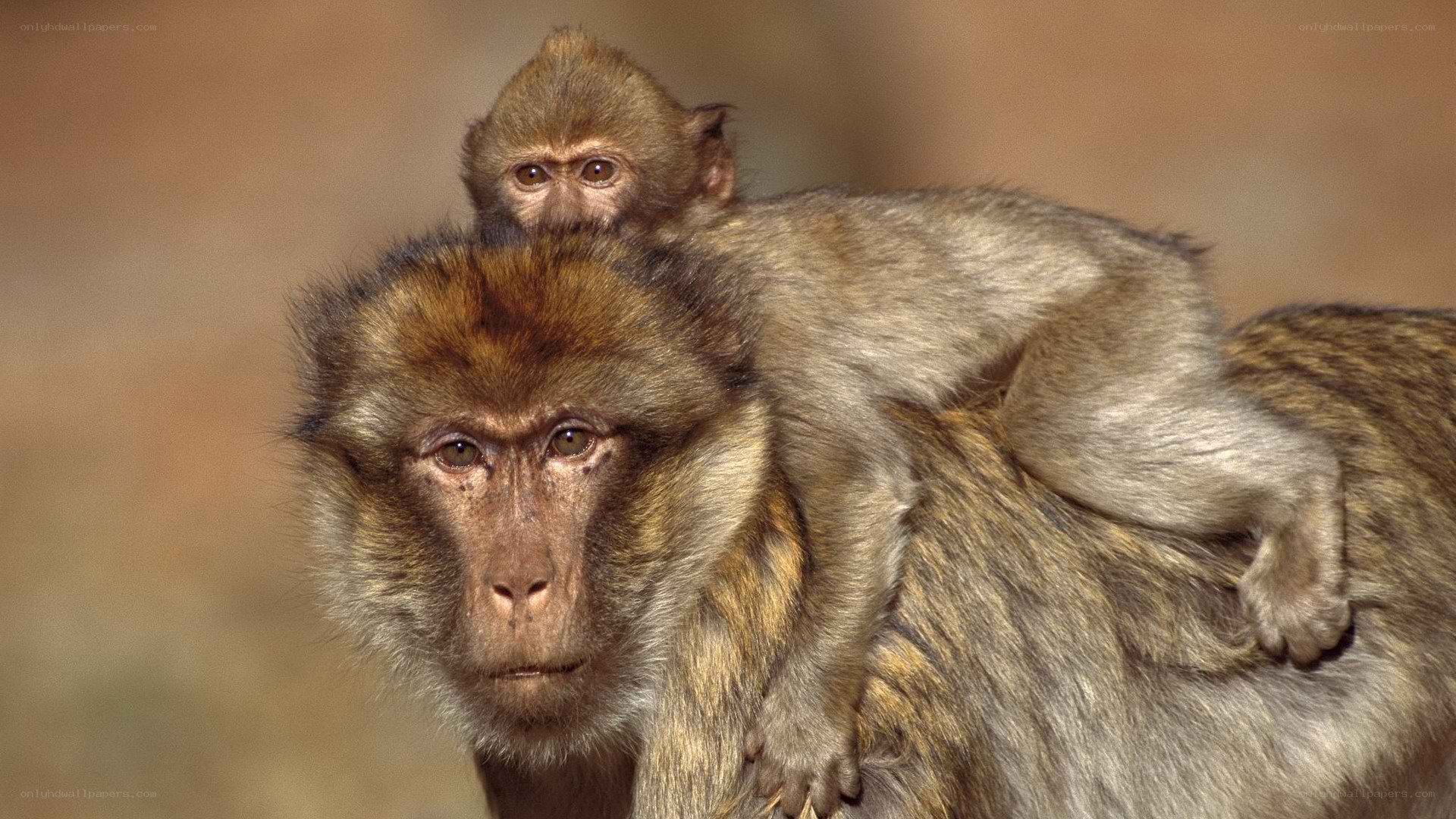 Monkey with baby on back