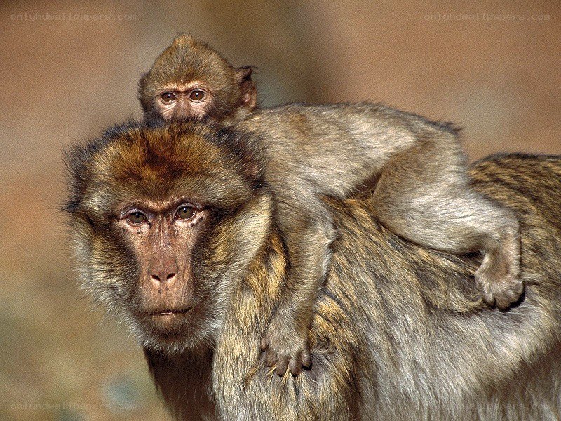 Monkey with baby on back