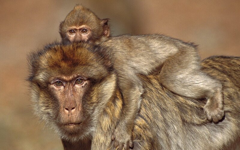 Monkey with Baby on Back — Brown, Calm, Photograph