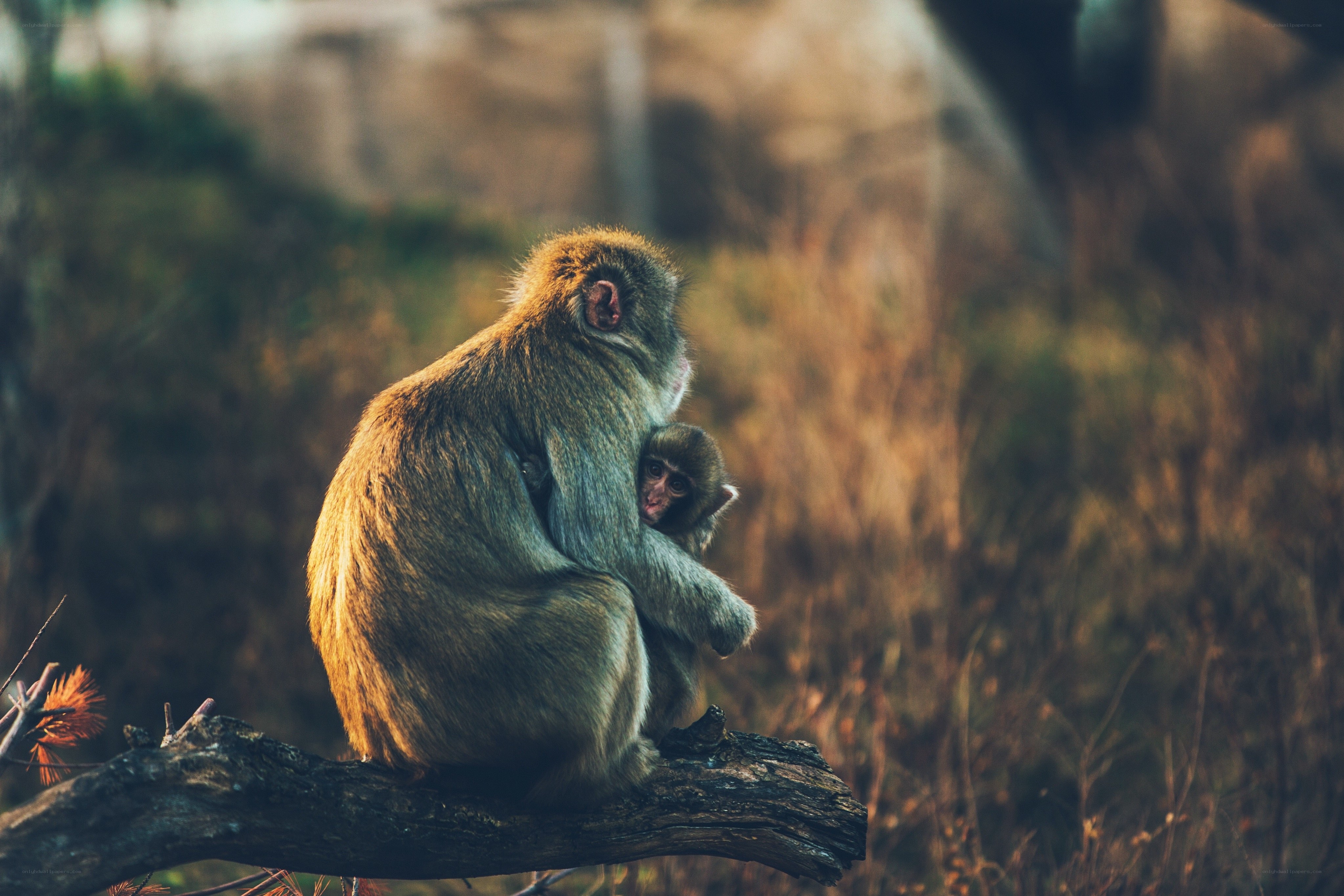 Monkey with baby on branch