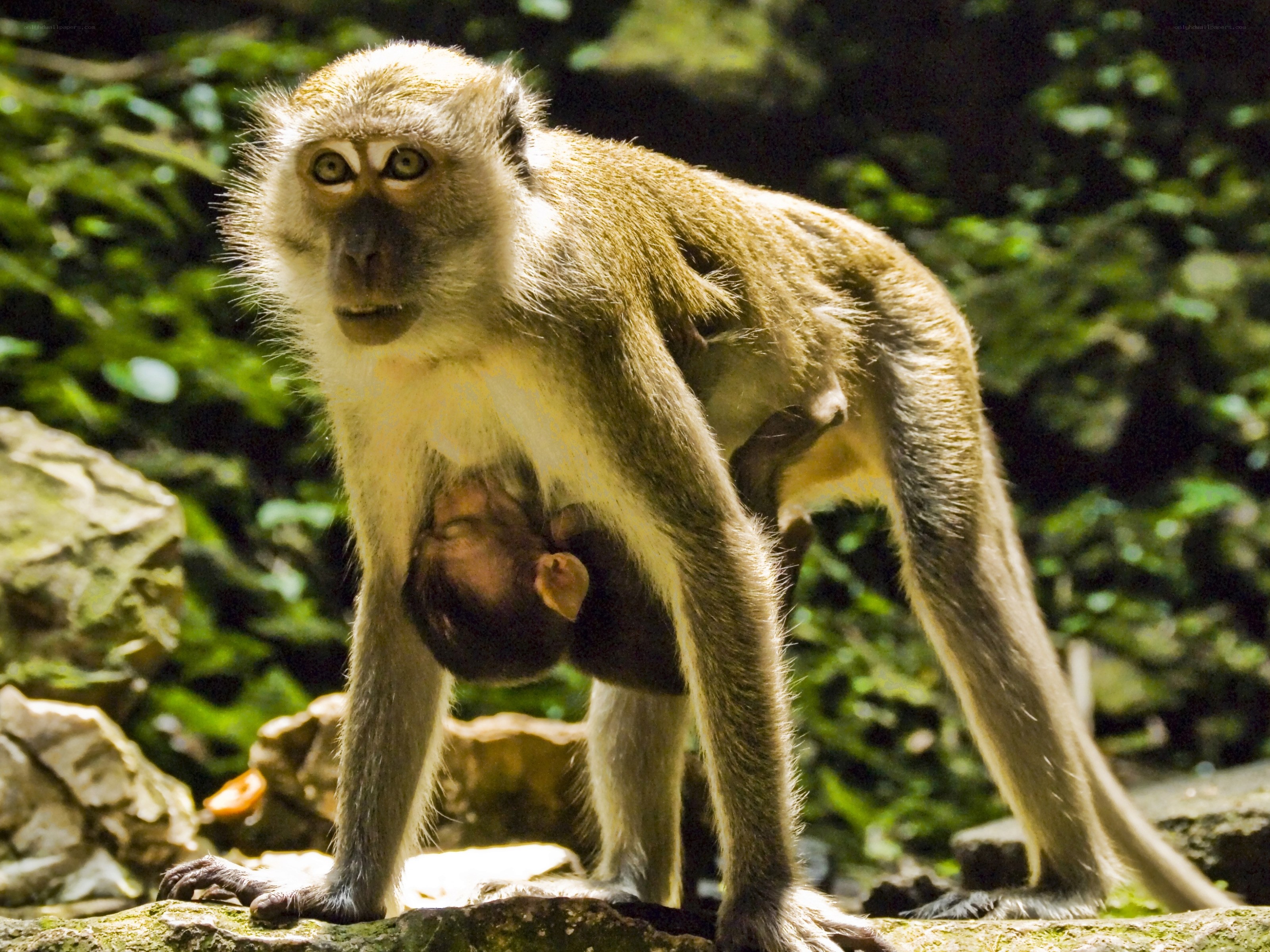 Monkey with baby on its chest