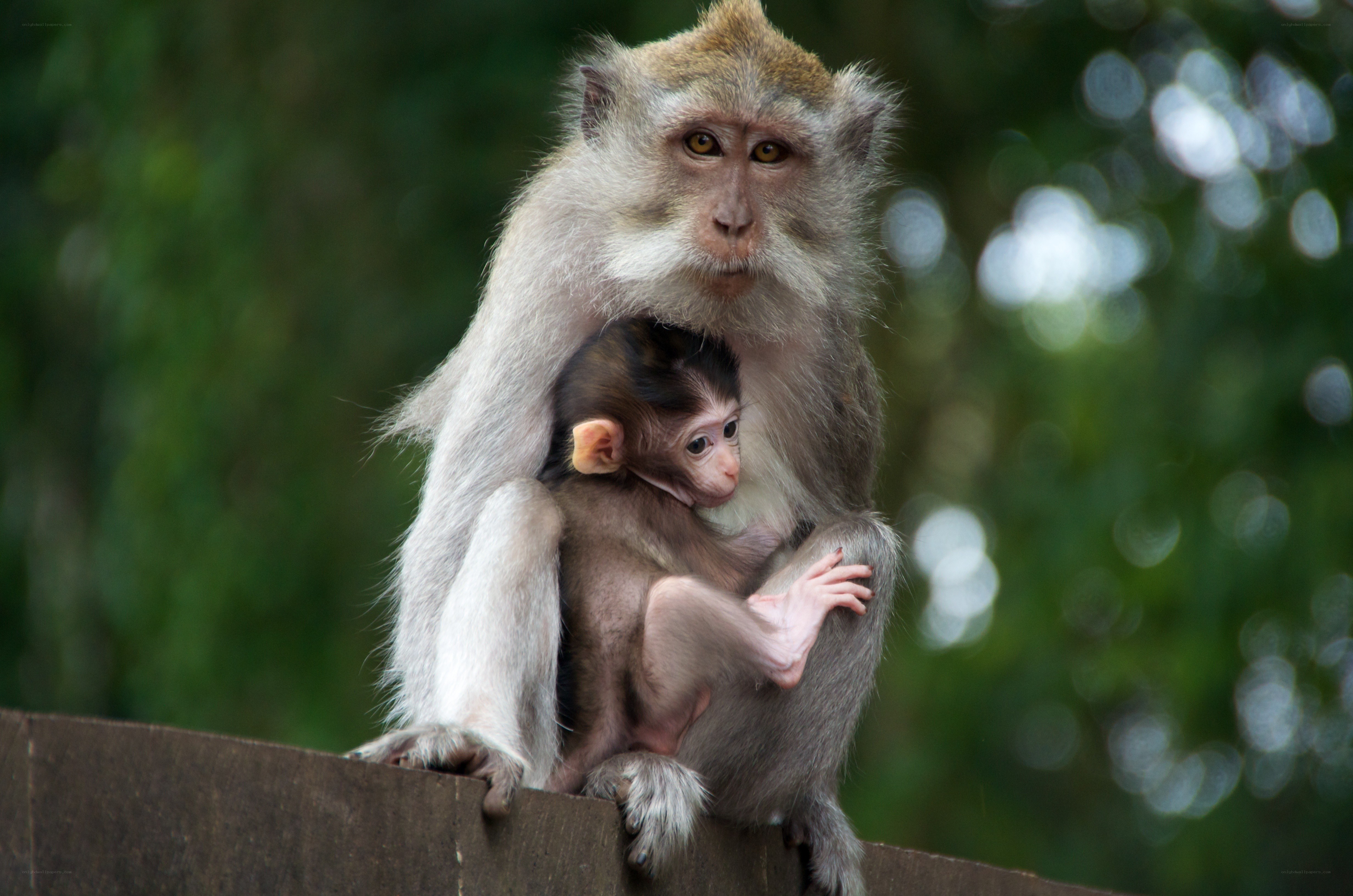 Monkey with baby on shoulder