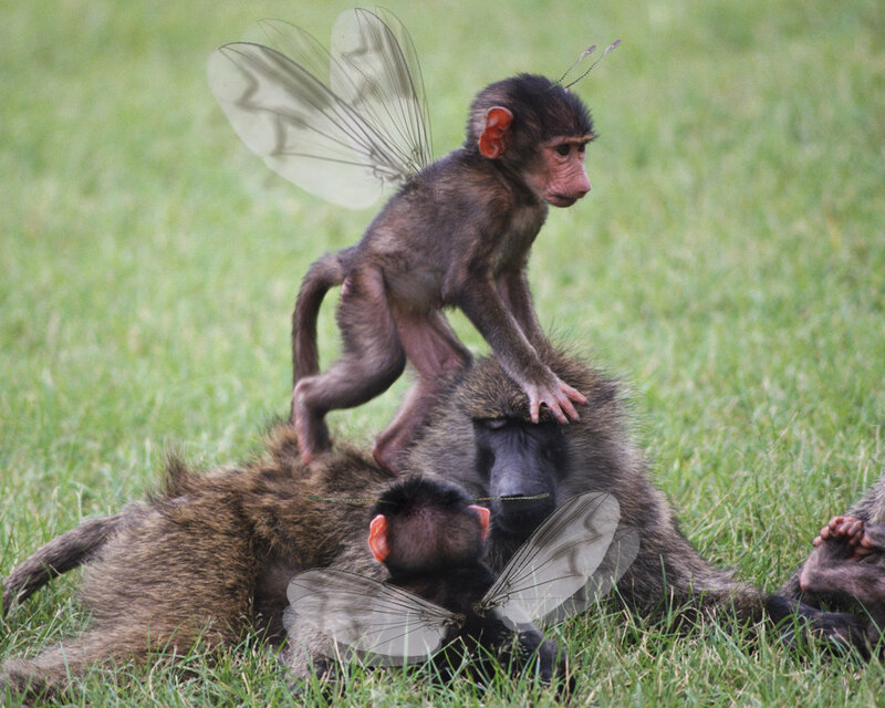 monkey with fairy wings