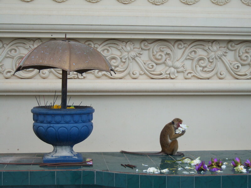 Monkey with flowers by umbrella