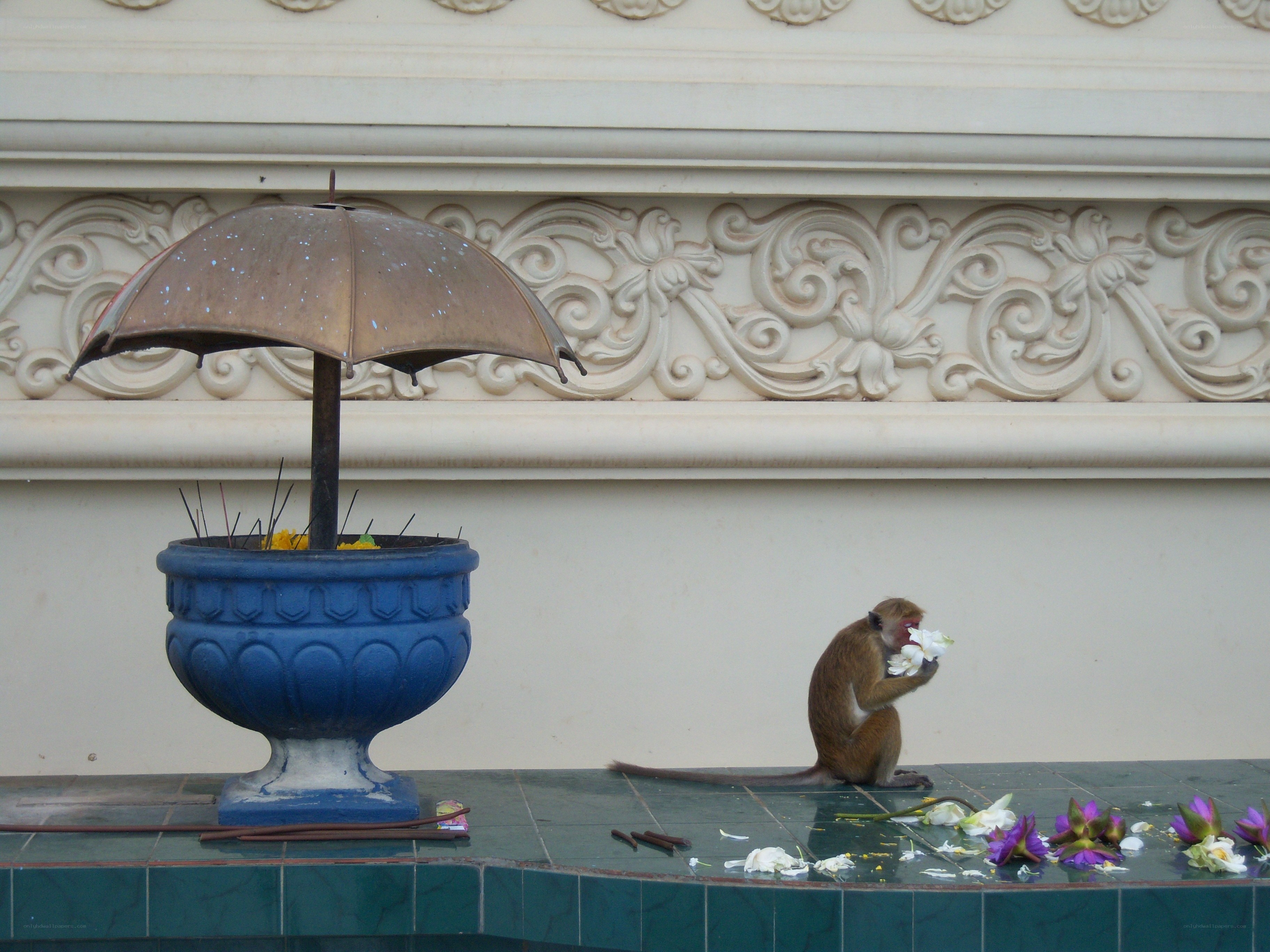 Monkey with flowers by umbrella