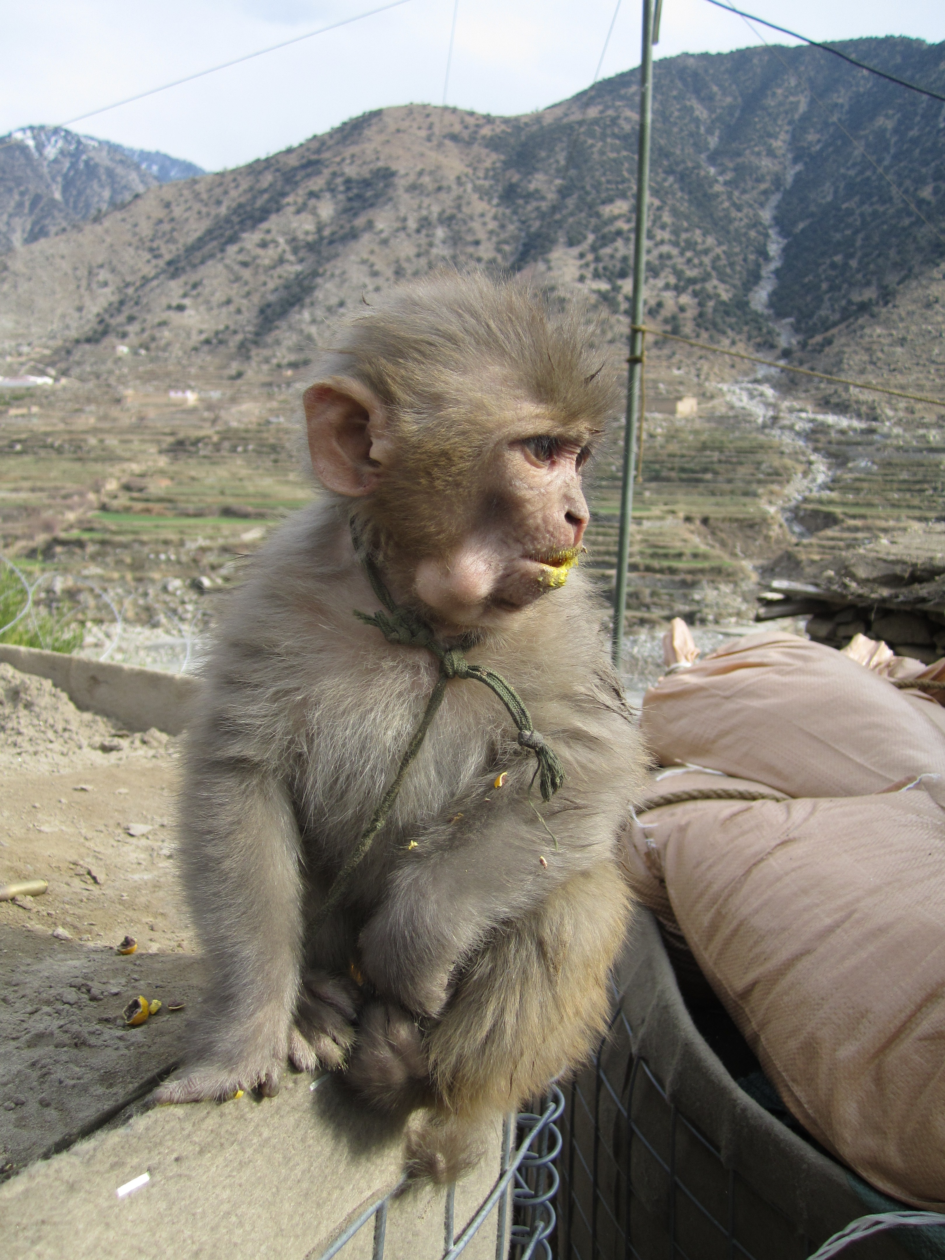 Monkey with food in mouth