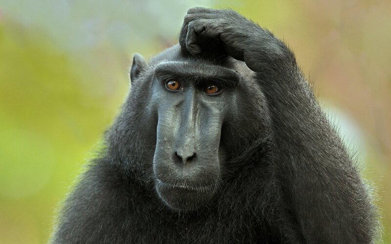 Monkey with hand on head