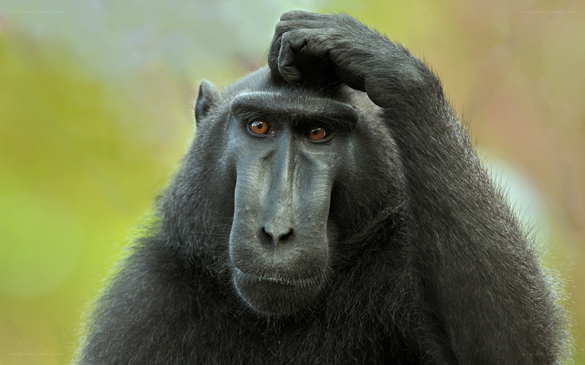 Monkey with hand on head
