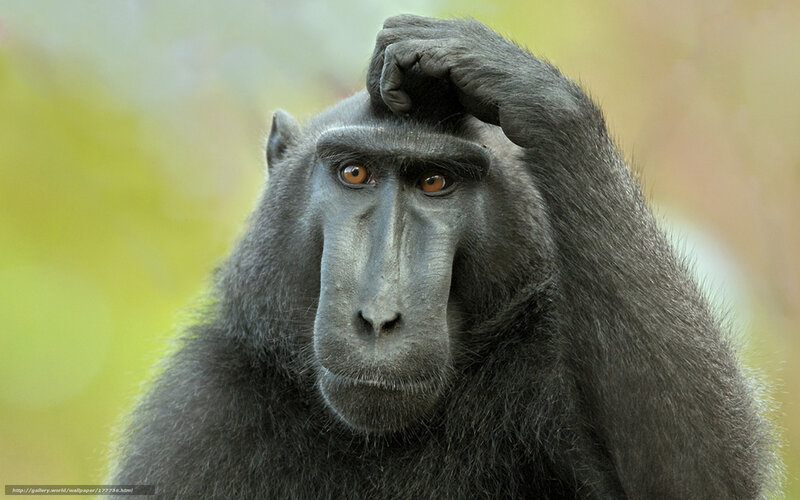 Monkey with hand on head