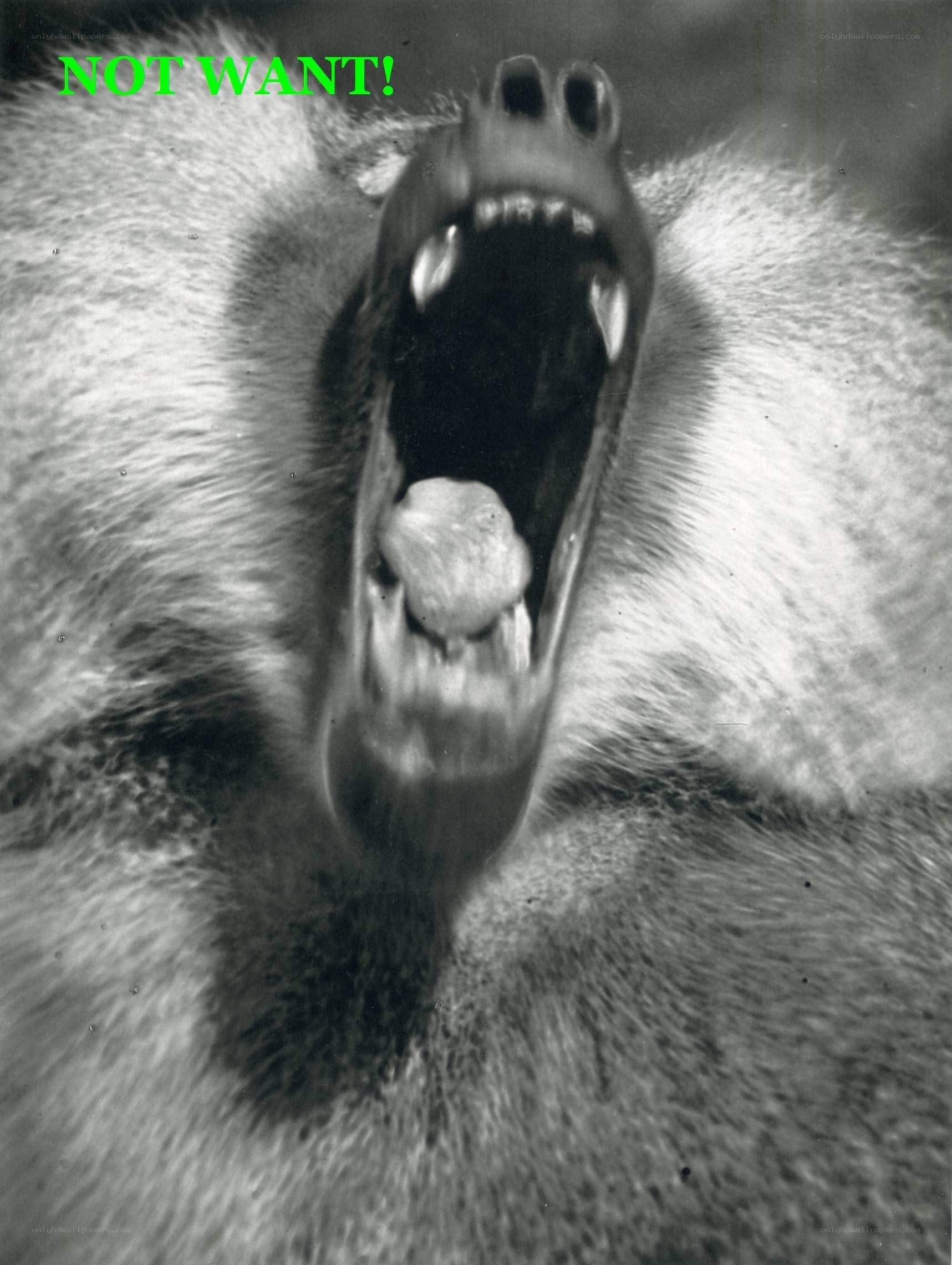 monkey with open mouth