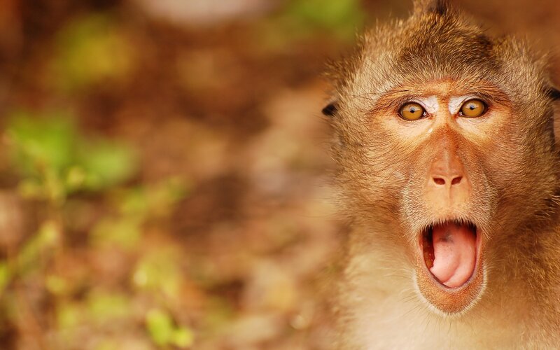 Monkey with Open Mouth — Brown, Natural, Afternoon