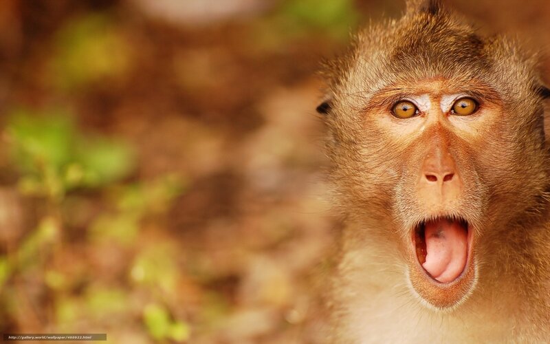 Monkey with Open Mouth — Brown, Natural