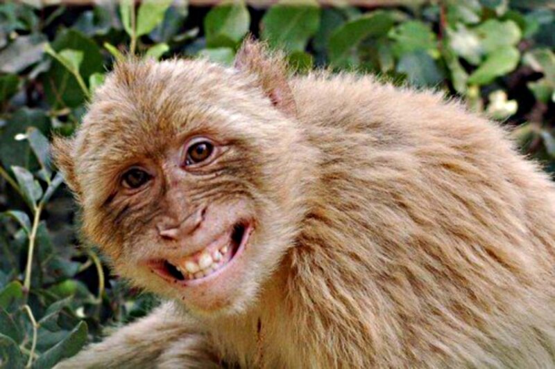 Monkey with Open Mouth — Brown, Neutral