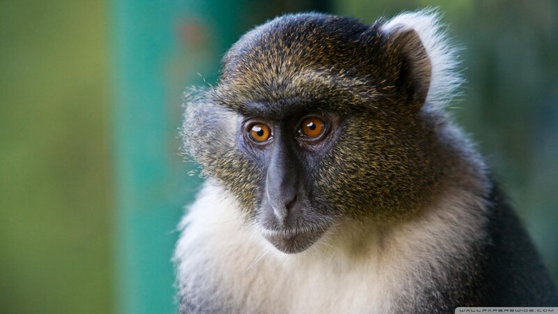 Monkey with Orange Eyes
